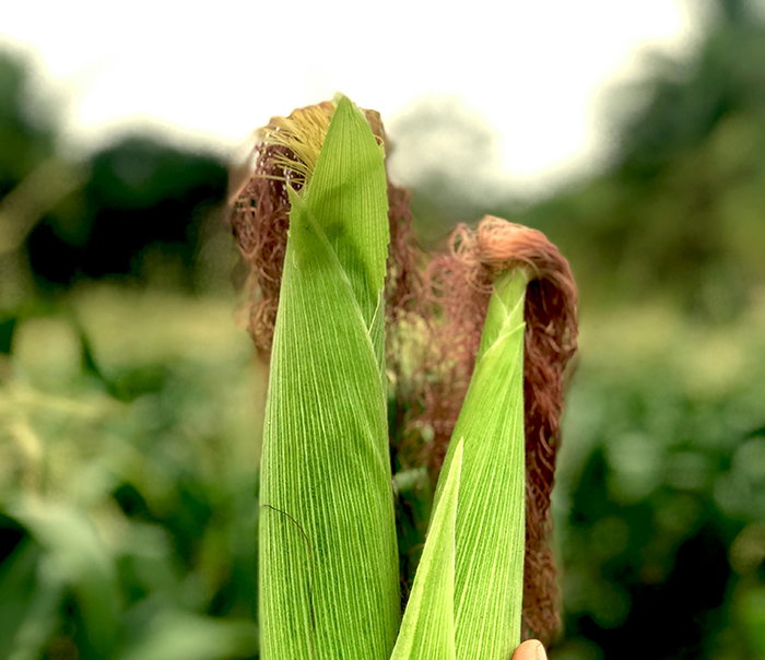 The Best Time to Harvest Corn Without Wilting
